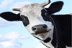 توصیه های بهداشتی شبکه دامپزشکی طرقبه شاندیز در خصوص واکسیناسیون گاو های اصیل و دورگ علیه بیماری تیلریوز
